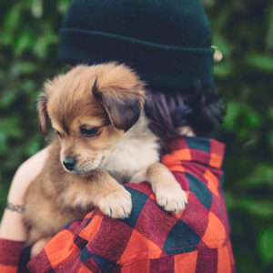 Uptown 11 Apartments Seattle WA | Puppy